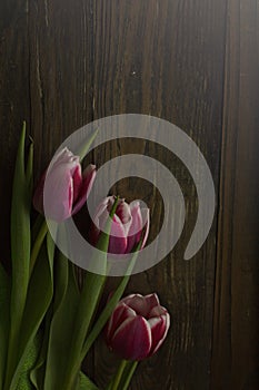Tulips on dark background, black wooden table, romantic moment