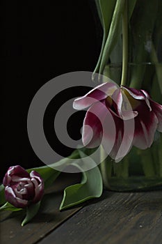 Tulips on dark background, black wooden table, romantic moment