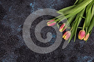 Tulips on darken concrete background photo