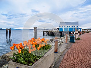 Tulips decorate the seaside walk in Sidney, Vancouver Island, British Columbia photo