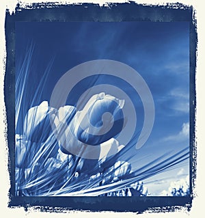 Tulips in delft's Blue