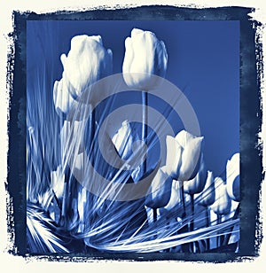 Tulips in delft's Blue