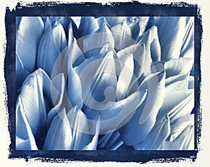 Tulips in delft's Blue