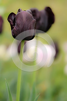 Tulips in devon