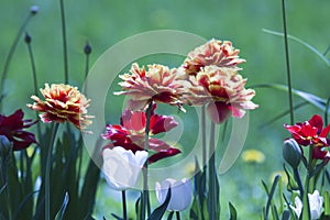 Tulips of different varieties and colors on the flower bed against the background of green grass on a sunny day