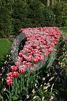 Tulips in display flower bed Keukenhof Gardens