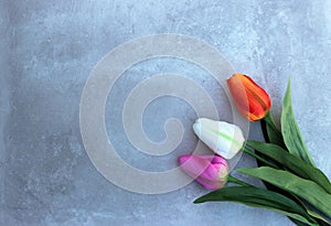 Tulips on distort concerte background with copy space for message. Mother`s Day background. Top view