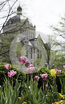 Tulips in downtown Lexington, Kentucky photo