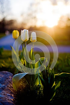 Tulips in drastic sunset