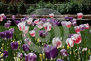 Tulips in Duke Garden