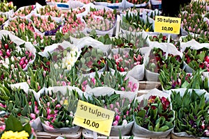 Tulips in a Dutch market with exposed prices and with different