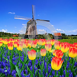 Tulips with Dutch windmill, Netherlands