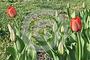 tulips in early spring are not all bloomed photo