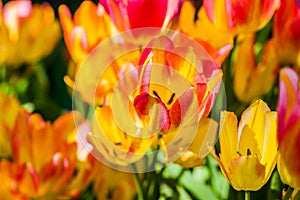 Tulips Enchanting