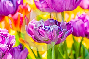 Tulips Enchanting