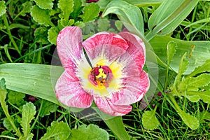 Tulips in an english cottage garden