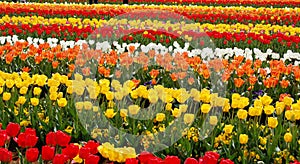 Tulips Farm