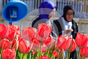 Tulips festival Istanbul, urban scene
