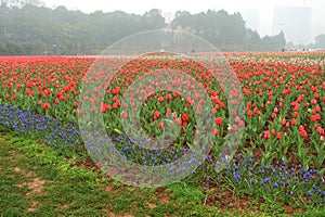 tulips fied in botanical garden