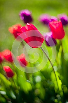 Tulips in the field