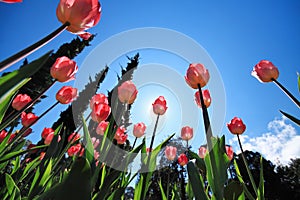 Tulipanes 