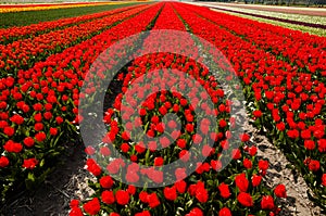 Tulips Field on Bloemen Route - Netherlands