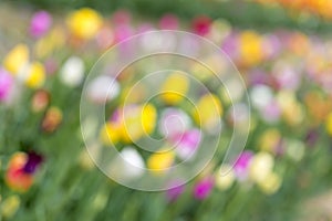 Tulips field, blurry, as spring background