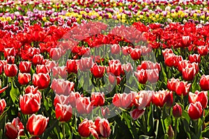 Tulips field with lots of beautiful flowers. Springtime, nature. Floral background. Full frame