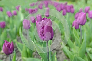 Tulipani 