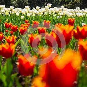 Tulips field. Red Tulip flowers in spring blooming blossom scene.