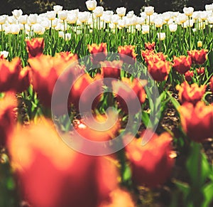 Tulips field. Red Tulip flowers in spring blooming blossom scene.