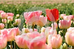 Tulips in the fields