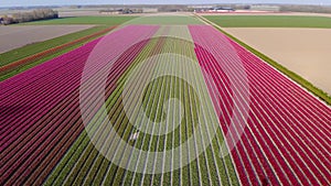 Tulips fields in the Netherlands , Bulb region Holland in full bloom during Spring, colorful tulip fields, colorful