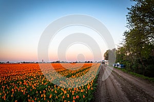 Tulips fields of the Netherlands holland during spring season landscaspe photo