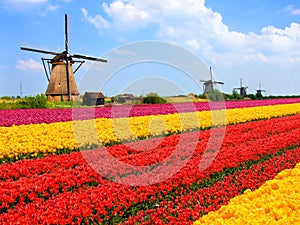 Tulips fields and windmills photo