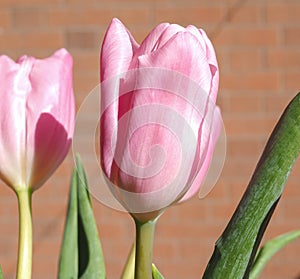 Tulips flower