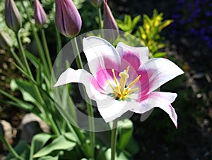 Tulips in flower bed together with other lovely flowers