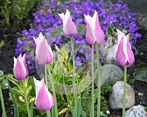 Tulips in flower bed together with other lovely flowers