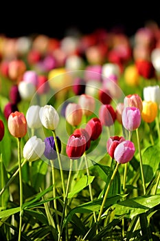 Tulips flower colorful