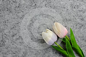Tulips flower on gray background, white tulips, Valentine`s day background used for desktop wallpaper or website design