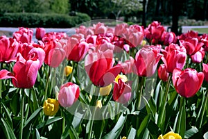 Tulips - flower greetings