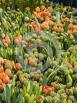 Tulips at a flower market