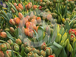 Tulips at a flower market