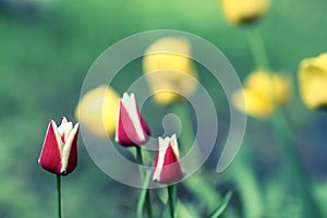 Tulips flower red and yellow close up photo on summer