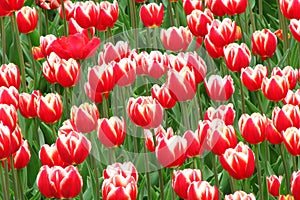 Tulips in a flowerbed in a city park. A flower bed of red with white tulips. Many beautiful summer flowers