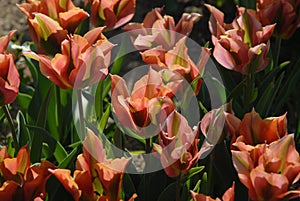 Tulips in a flowerbed, Tulipa Viridiflora