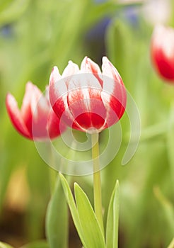 Tulips flowers