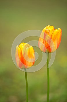 Tulips flowers