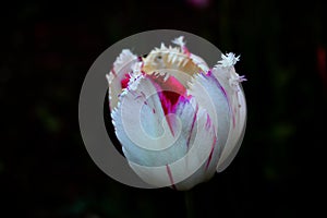 Tulips flowers with black background.