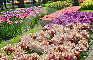 Tulips flowers blooming in Keukenhof garden in Holland